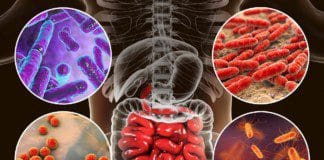 The Gut’s Role In Cardiovascular Disease | Part 2