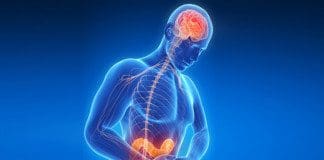 An Overview On Different Factors Affecting Gut-Brain Axis | Part 2