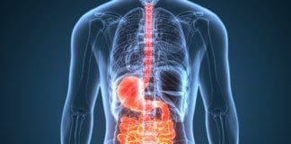 The Importance Of Gut Biodiversity