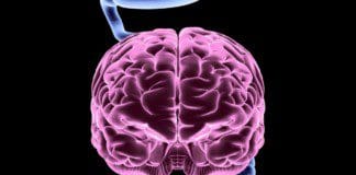 The Connection Of Inflammatory Markers & The Gut-Brain Axis