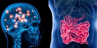 Suffering From Concussions? It Might Affect Your Gut