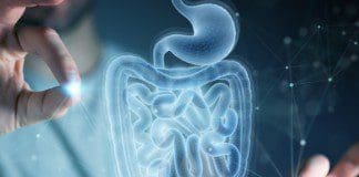 Nutritional Components For The Gut System