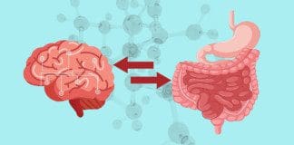The Gut-Brain Axis Being Altered By Metainflammation