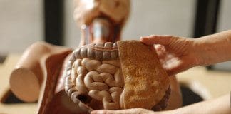 The Digestive Process: Functional Medicine Sciatica Clinic