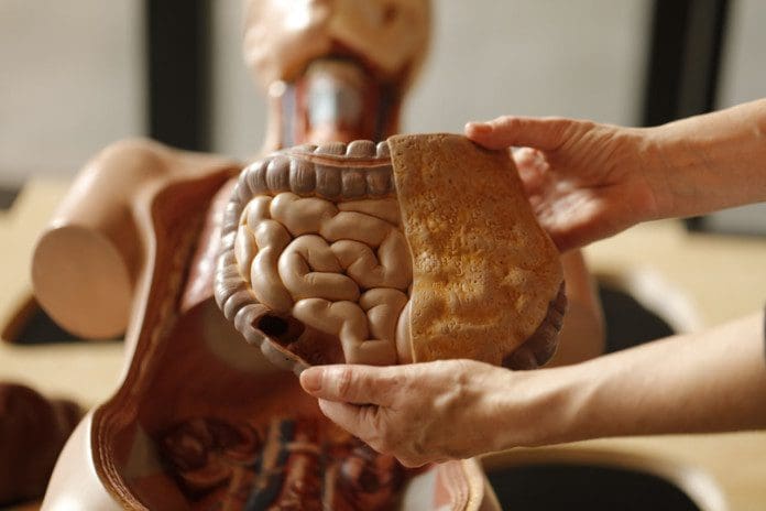 human-torso-dummy-intensines-2021-09-03-20-04-22-utc_02