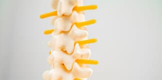 Exploring the Role of Intervertebral Foramen in Nerve Connectivity